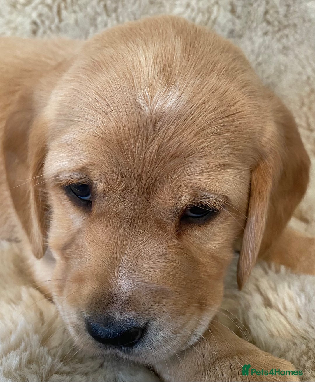 Cockerdor dogs for sale: Adorable f1 cockerdor puppies - Image 32
