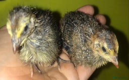 Quail poultry for sale: JUMBO QUAIL CHICKS & SEXED JUMBOS ! - Image 12