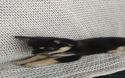 Chihuahua dogs for sale: Adorable Loving hand reared ready now Chihuahuas - Image 29