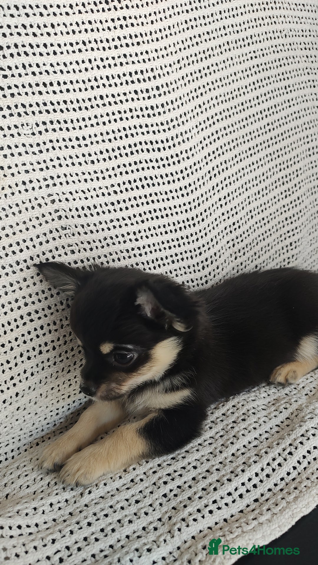 Chihuahua dogs for sale: Adorable Loving hand reared ready now Chihuahuas - Image 29