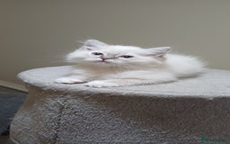 Ragdoll cats for sale: 2 Beautiful Girls available  - Image 10