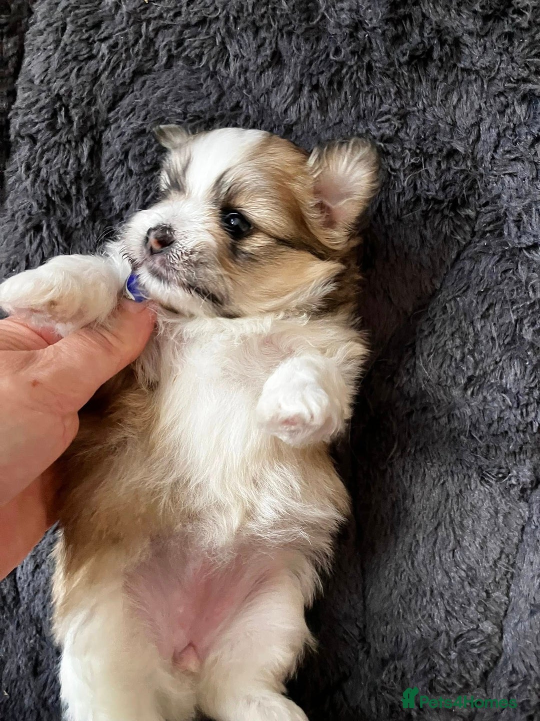 Mixed Breed dogs for sale: Pomeranian Puppies - £1,500 each - Image 7