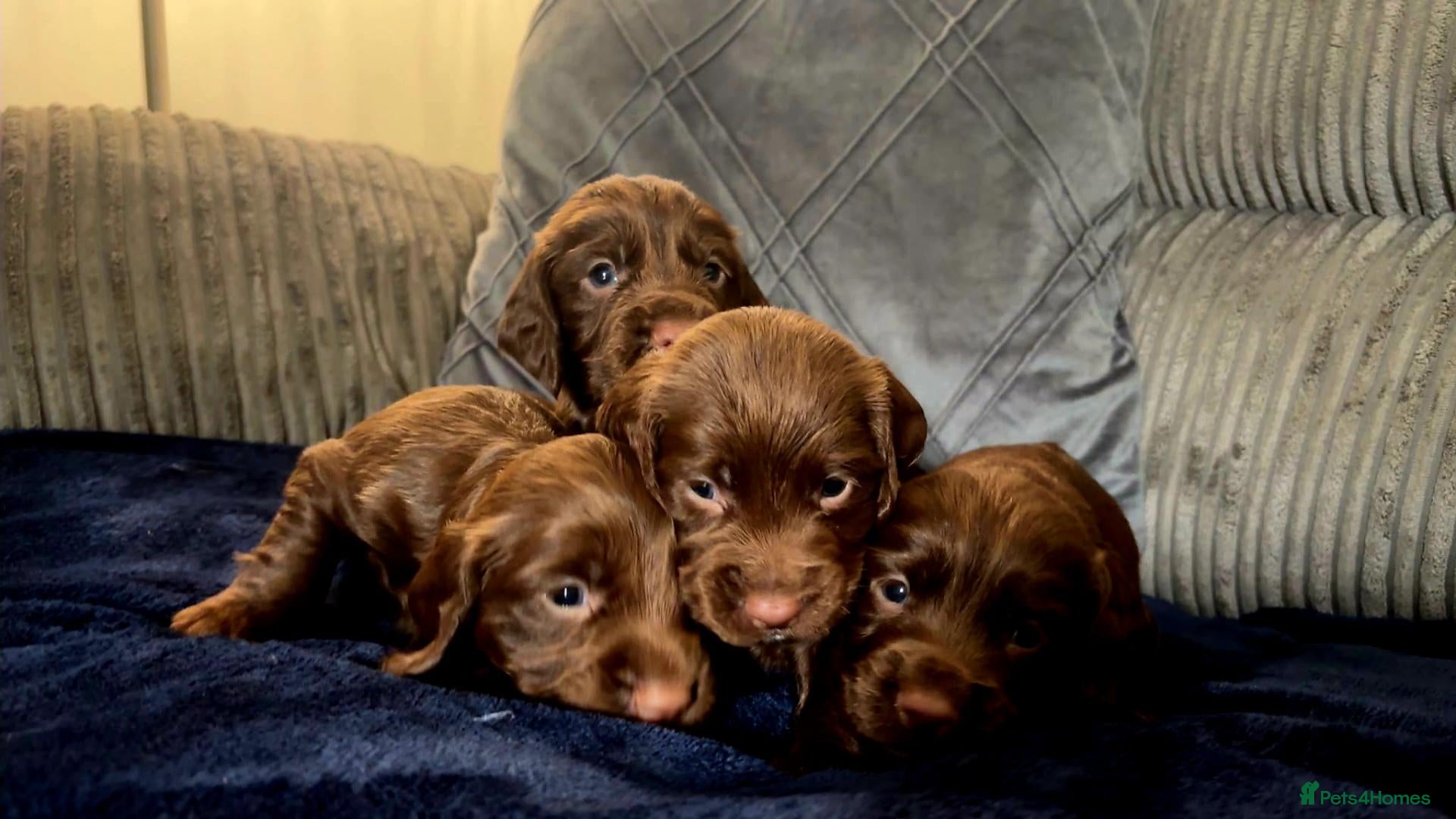 Cocker Spaniel dogs   KC REG Working Chocolate spaniels babies - Advert 7