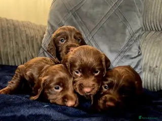 Cocker Spaniel dogs KC REG Working Chocolate spaniels babies - Advert 7