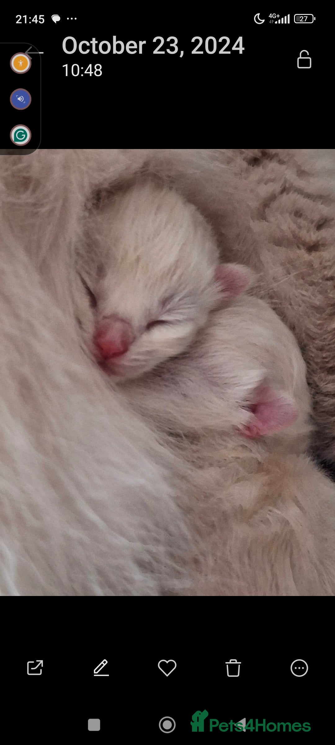 Siamese cats for sale: Absolutely EXCEPTIONAL Snow Kittens - Image 4