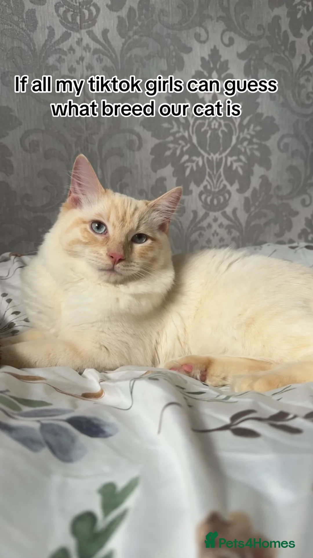 Ragdoll cats for sale: Red point Ragdoll - Advert 5
