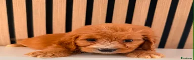 Cockapoo Puppy 3