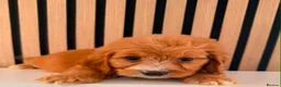 Cockapoo dogs for sale: Adorable puppies - Advert 12