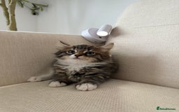 Maine Coon cats for sale: Tabby Kittens  - Image 13