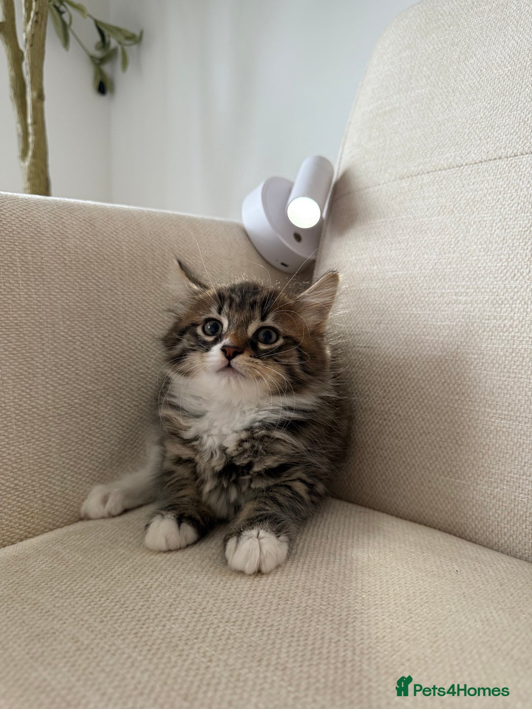 Maine Coon cats for sale: Tabby Kittens  - Image 13