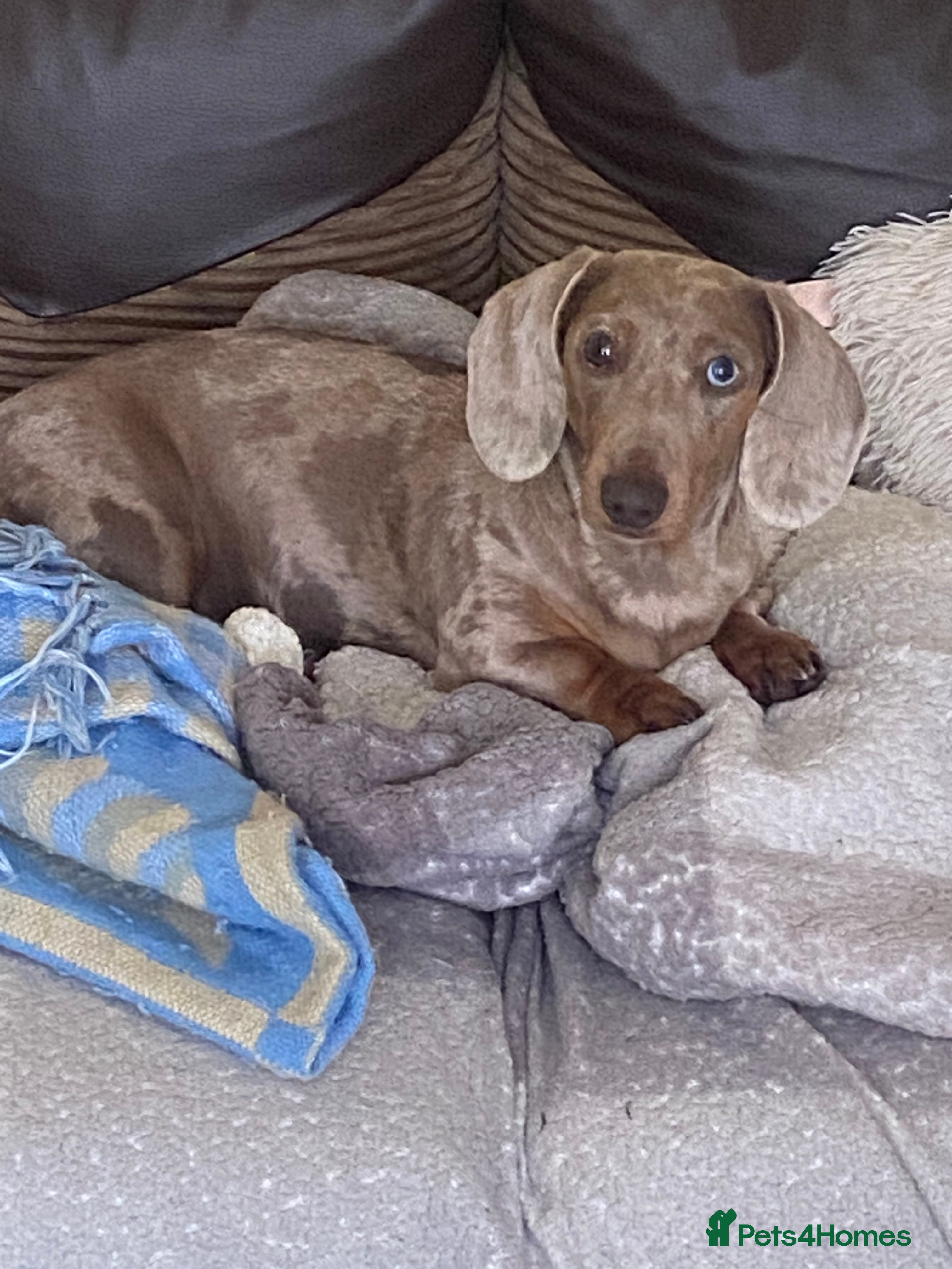 Miniature Dachshund dogs Beautiful miniature dachshunds - Advert 2