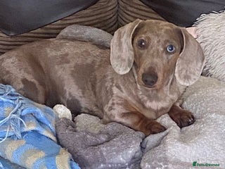 Miniature Dachshund dogs Beautiful miniature dachshunds - Advert 4