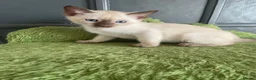 Bengal cats for sale: BEAUTIFUL❤️ OUTSTANDING FELINES KITTENS 🐈‍⬛❤️ - Advert 18