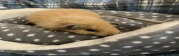 Guinea Pig rodents for sale: Lots of lovely baby boy - Advert 4