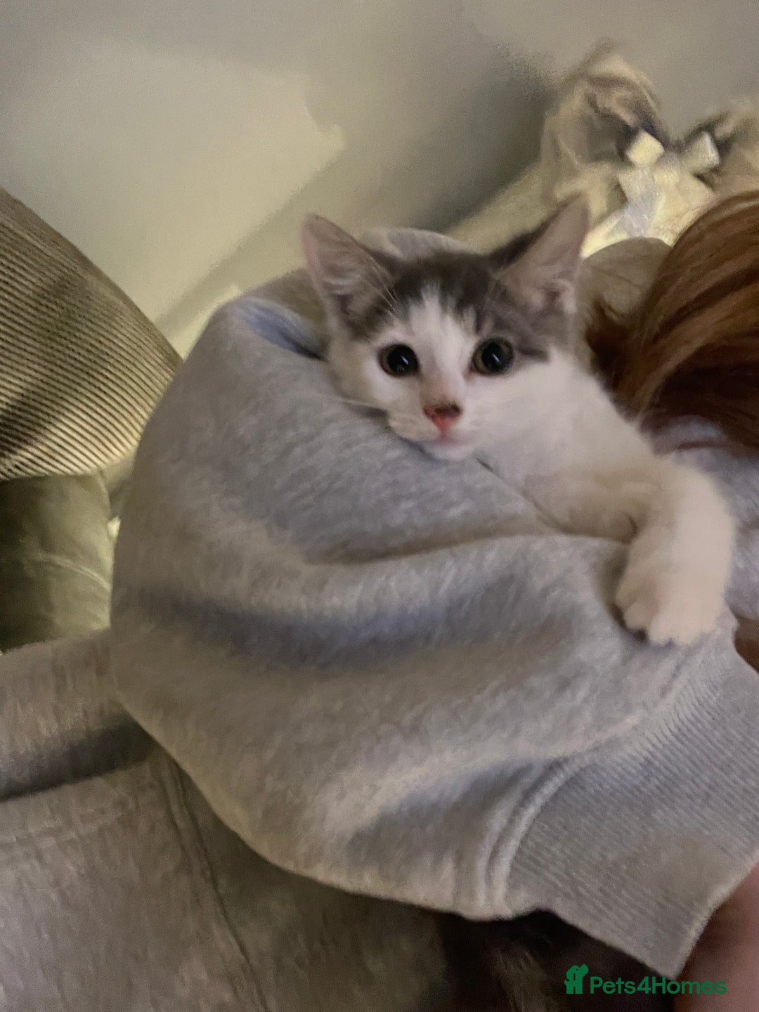 Mixed Breed cats for sale: a gorgeous grey kitten - Advert 2