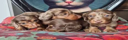 Miniature Dachshund dogs for sale: KC PRA clear Miniature dachshund puppies  - Advert 16