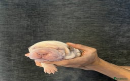 Shar Pei dogs for sale: Shar-pei Puppies - Advert 8