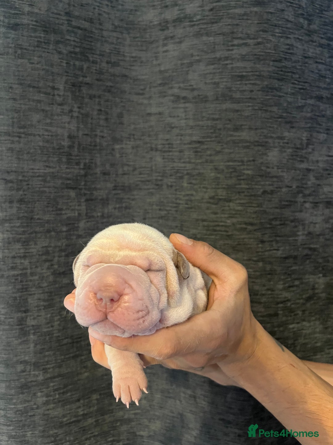 Shar Pei dogs for sale: Shar-pei Puppies - Advert 8