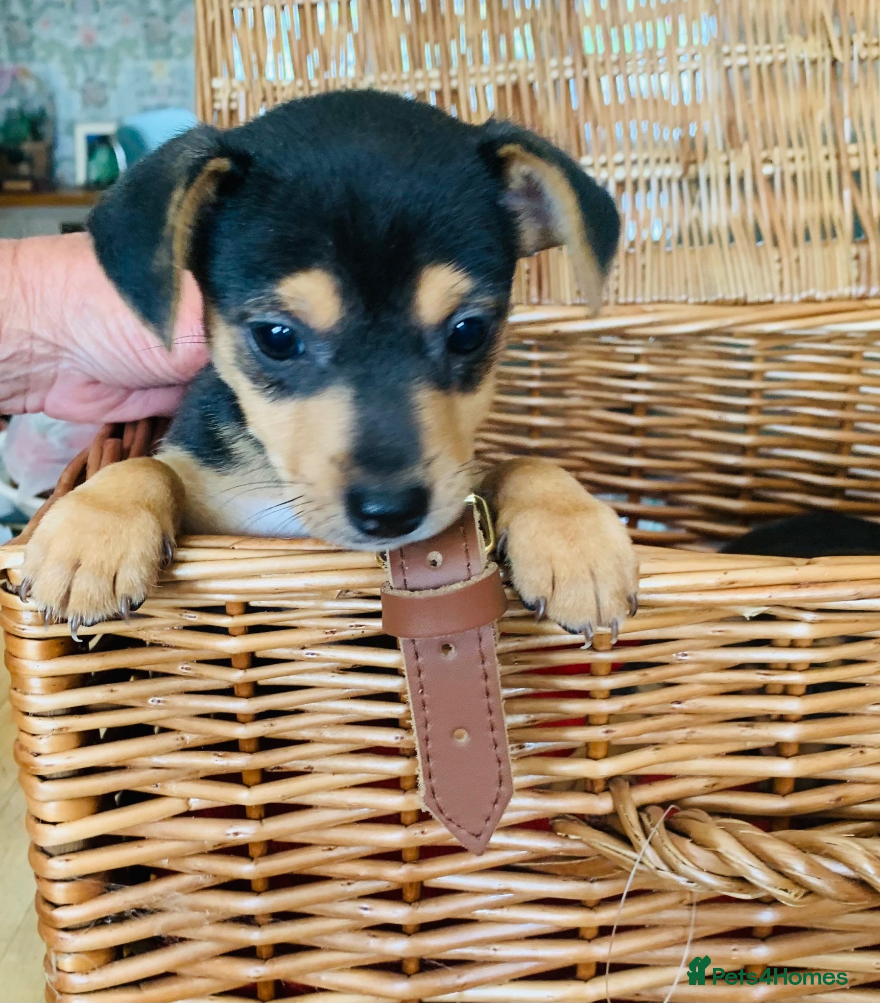 Jack Russell dogs for sale: Fabulous Jack Russell puppies  - Advert 1