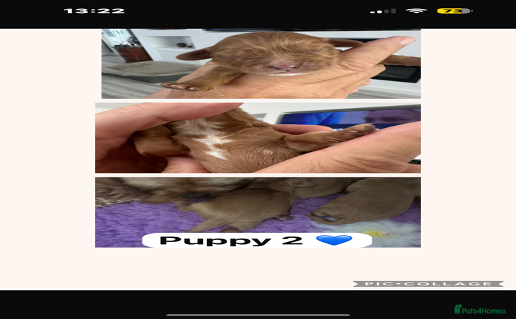 Cavapoo dogs - Advert 14