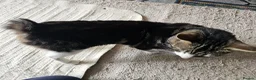 Mixed Breed cats for sale: Cat without tail in London - Advert 5