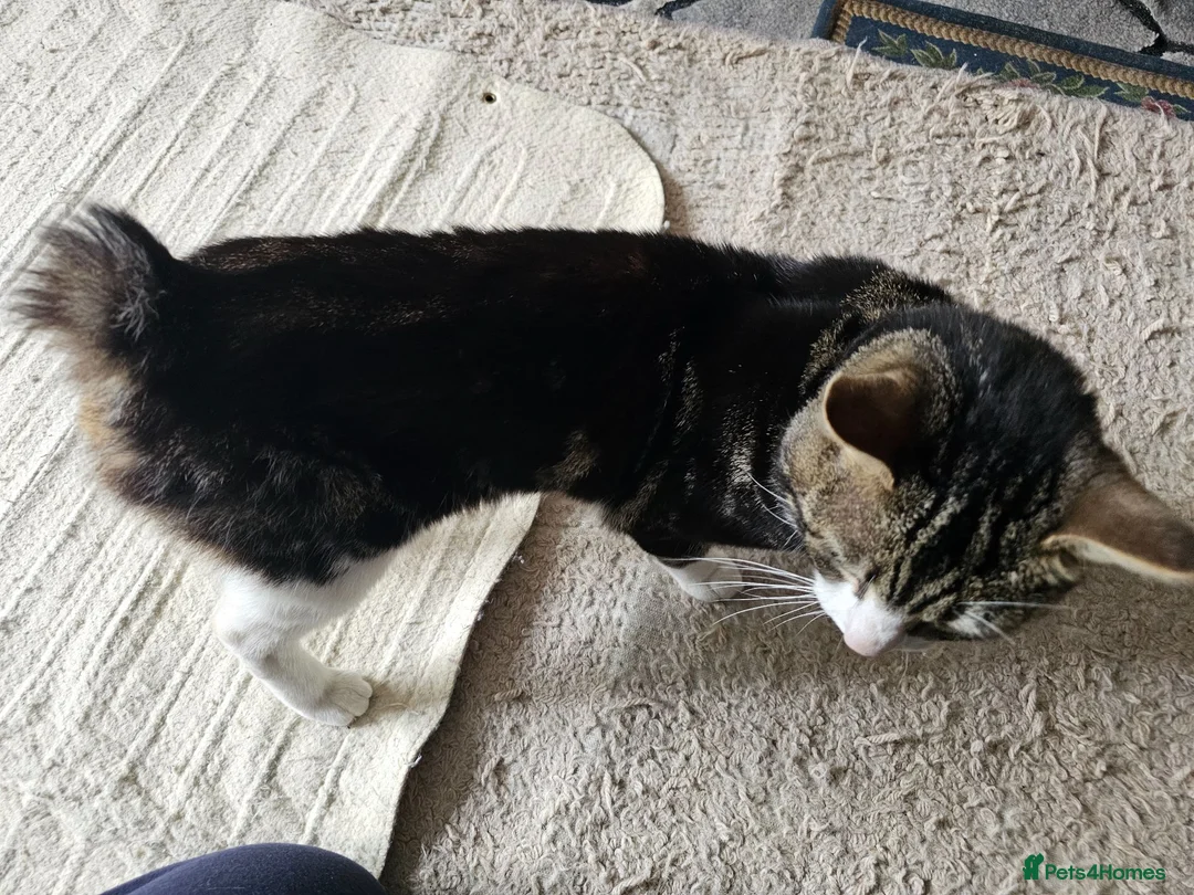 Mixed Breed cats for sale: Cat without tail in London - Advert 5