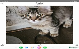 Maine Coon cats for sale: Maine Coon (parents not registered) READY TO LEAVE - Image 2