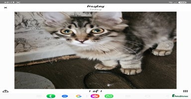 Maine Coon cats - Advert 3