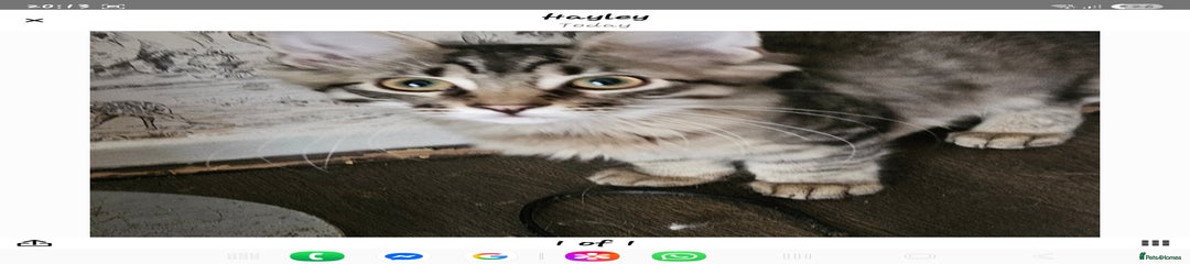Maine Coon Kitten Male Big Foot