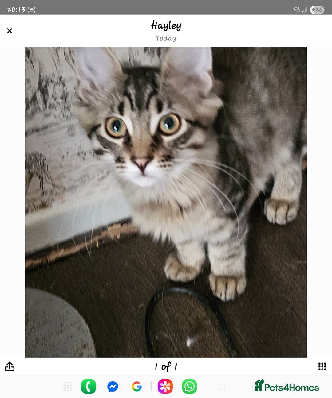 Maine Coon cats for sale: Maine Coon (parents not registered) READY TO LEAVE - Image 2