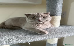 Scottish Fold cats for sale: Scottish Fold - Image 1