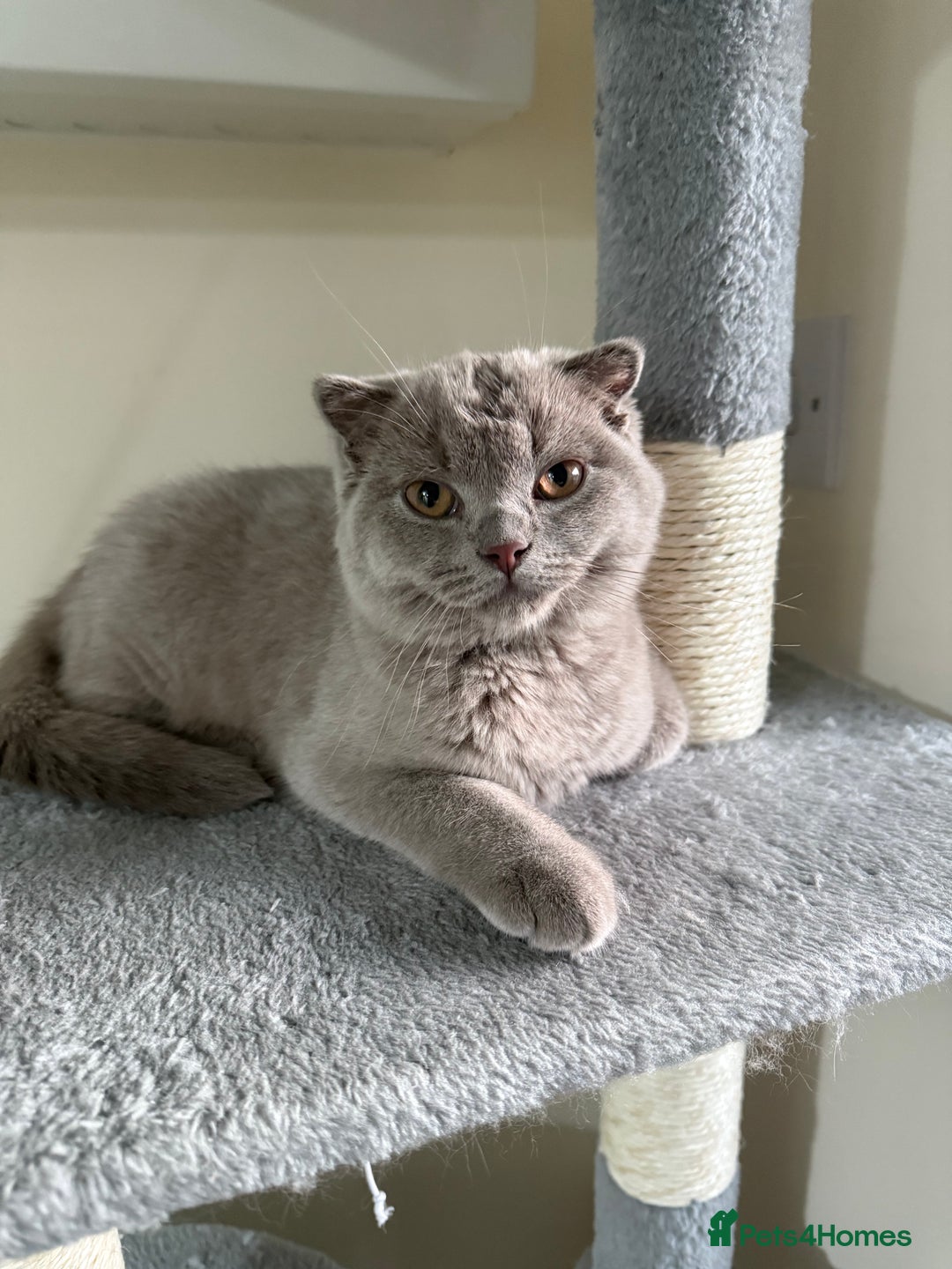 Scottish Fold cats for sale: Scottish Fold - Image 1