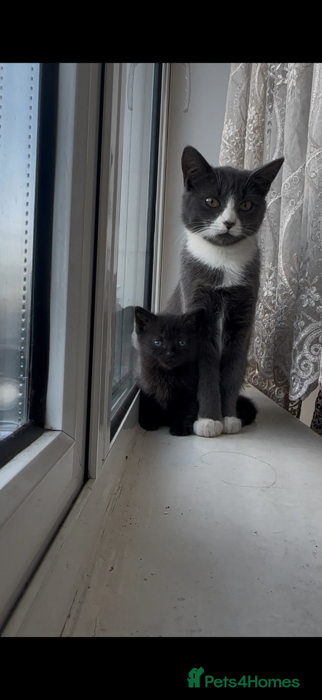 Mixed Breed cats for sale: Sweet Cuddly Black Kittens Looking for a Good Home - Advert 6