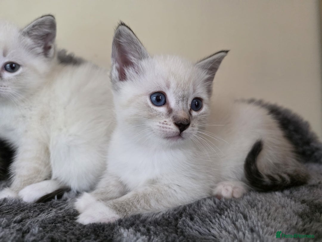 Ragdoll cats for sale: Ragdoll Cross kittens  - Image 14