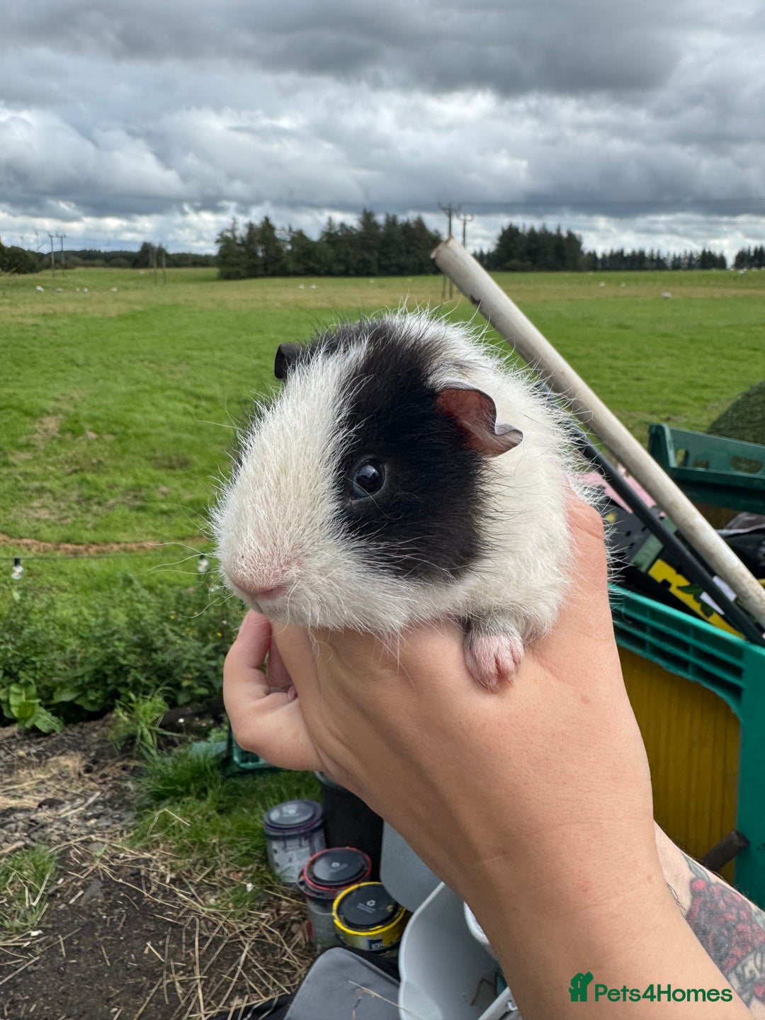 Guinea Pig rodents for sale: Guinea pigs  - Image 16