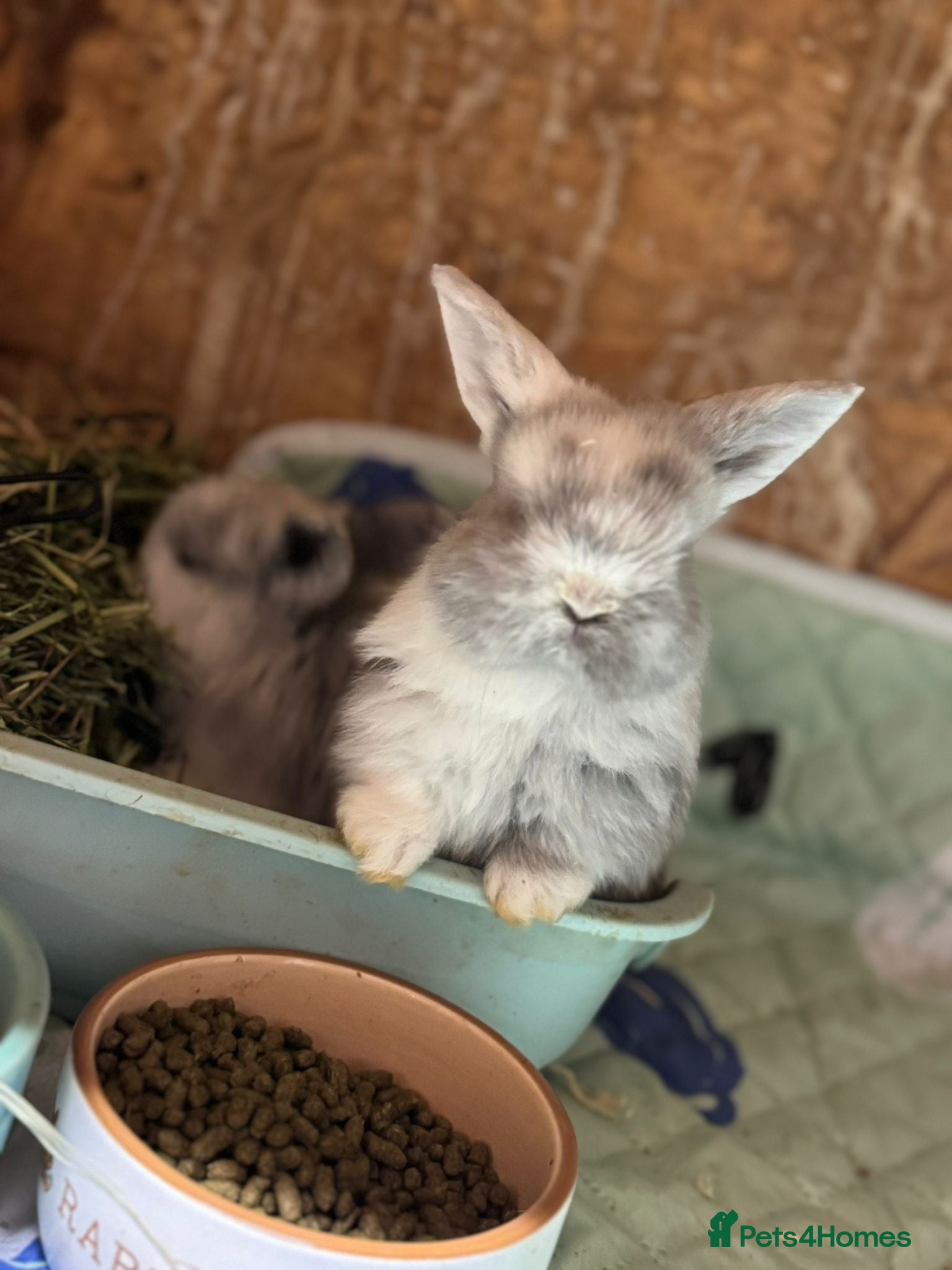 Mini Lop rabbits White & Blue Mini Lops - Advert 11