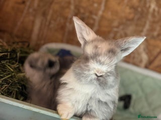 Mini Lop rabbits White & Blue Mini Lops - Advert 11