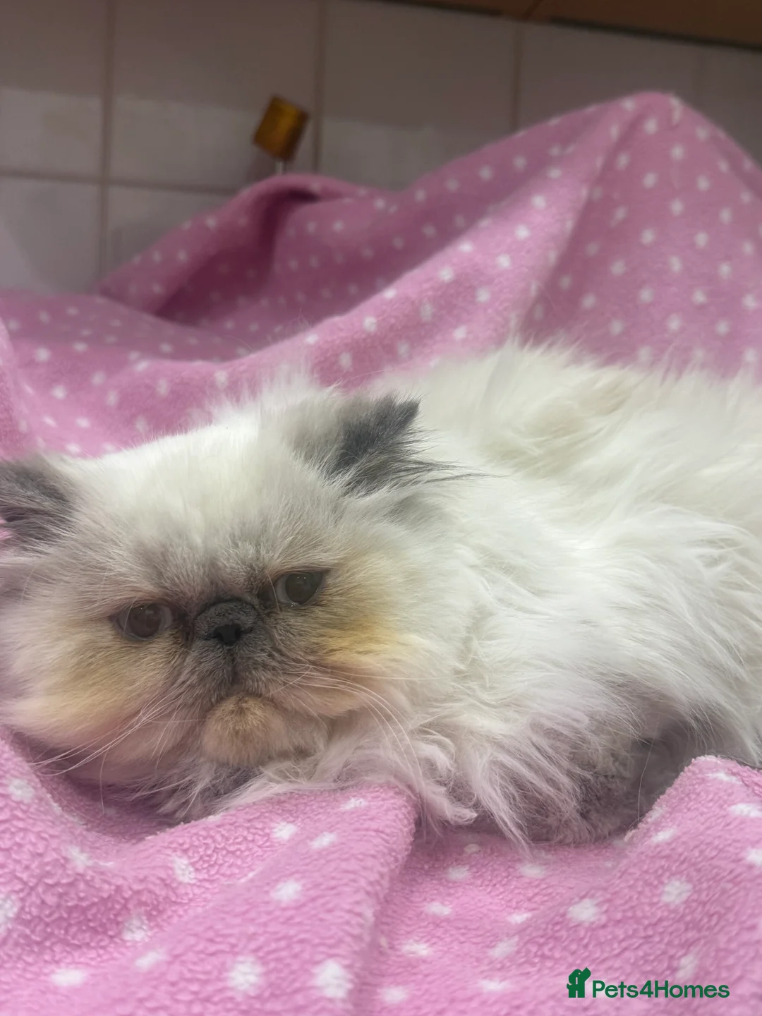 Persian cats for sale: 💕 Beautiful kitten 💕 - Advert 6