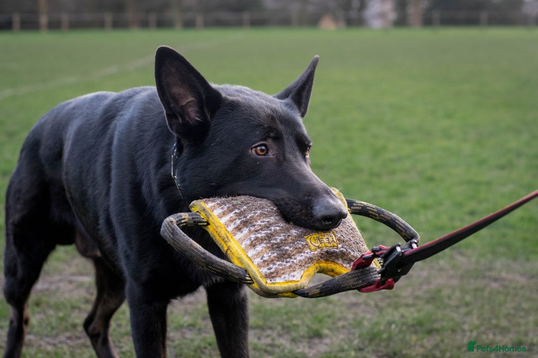 German Shepherd dogs for sale: Urgent rehome, need new home by 13th August  - Image 3