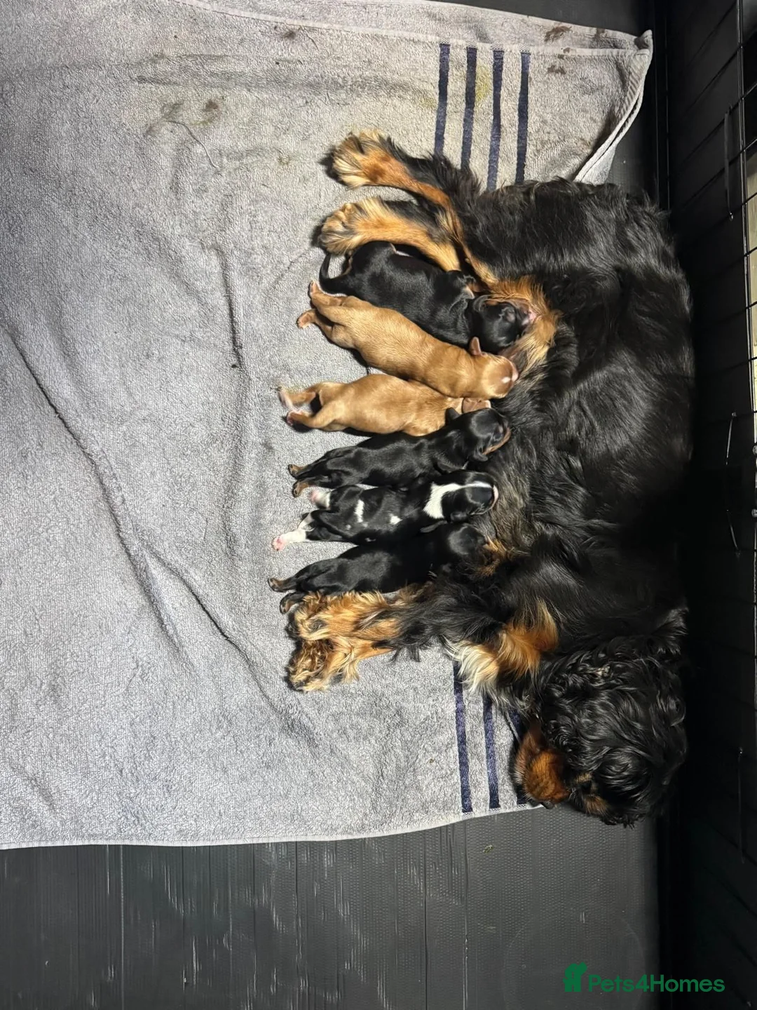 Cavalier King Charles Spaniel dogs for sale: Choc & Tan carriers - CKC Spaniel Puppies - Advert 2