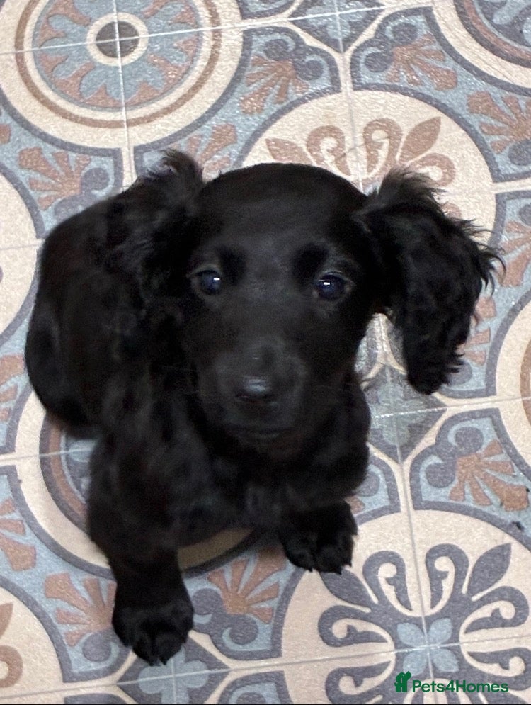 Cockapoo dogs for sale: READY NOW Beautiful cockapoo puppies  - Advert 8