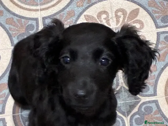 Cockapoo dogs for sale: READY NOW Beautiful cockapoo puppies - Advert 8
