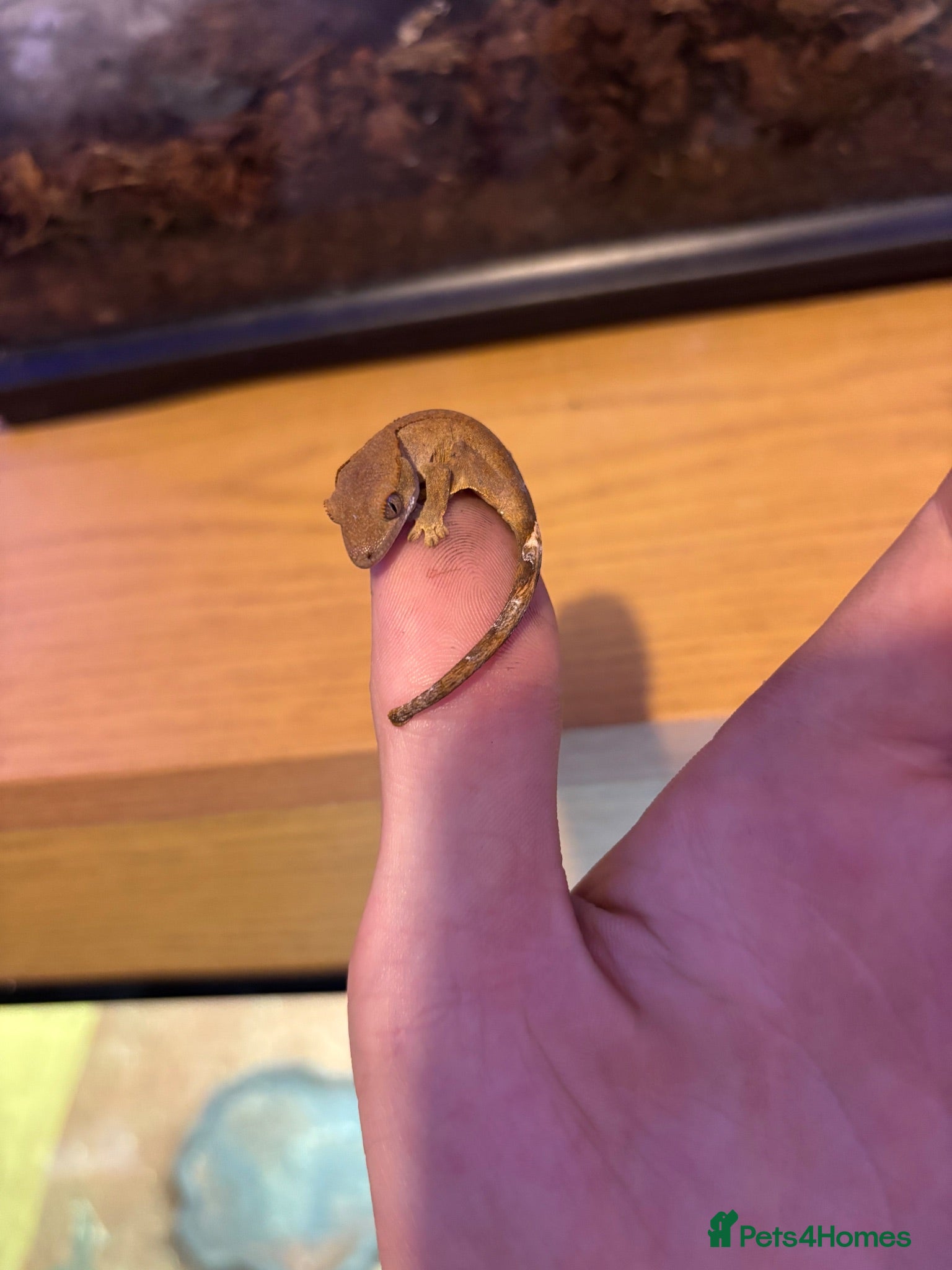 Gecko reptiles baby crested geckos  - Advert 11