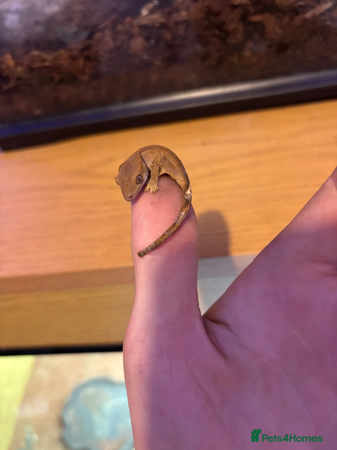 Gecko reptiles for sale: baby crested geckos  in Thetford - Advert 1