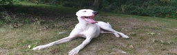 Mixed Breed dogs for sale: Bull Lurcher - Advert 2