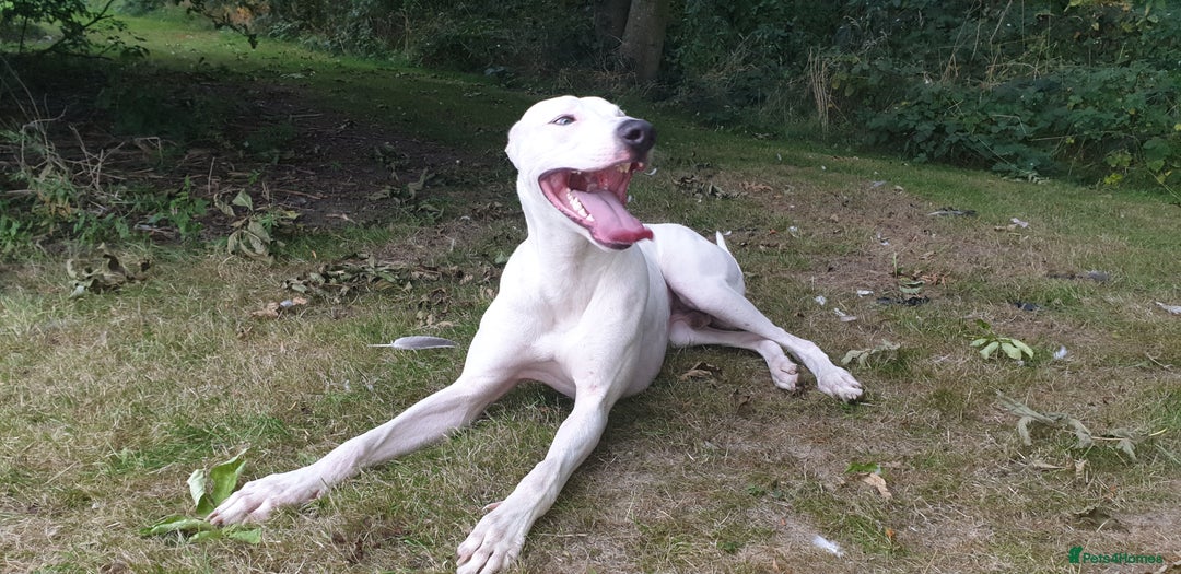 Mixed Breed dogs for sale: Bull Lurcher - Advert 2
