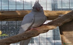 Mixed Breed birds for sale: Swansons rainbow lorikeet  - Image 6