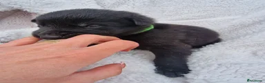German Shepherd Puppy 4