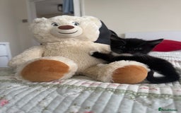 Bombay cats for sale: Cute Kittens for sale  - Image 16