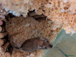 Gerbil rodents 1 Adorable Baby Gerbil Looking for Forever Home! - Advert 17